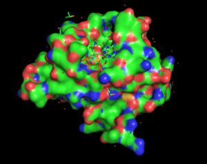 Propioyl-CoA interacting with active catalytic site of Gen5. Gen5 is shown using space-filling model balls while propionyl-CoA is shown as a stick model, found in the middle of the complex. 5H84 as recorded by PYMOL from the Protein Data Bank.png