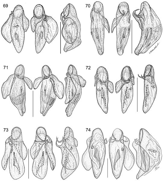 File:A-synopsis-of-the-tribe-Lachnophorini-with-a-new-genus-of-Neotropical-distribution-and-a-revision-zookeys-430-001-g019.jpg