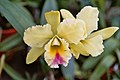 A and B Larsen orchids - Brassolaeliocattleya Suan Puttan 1057-24.jpg