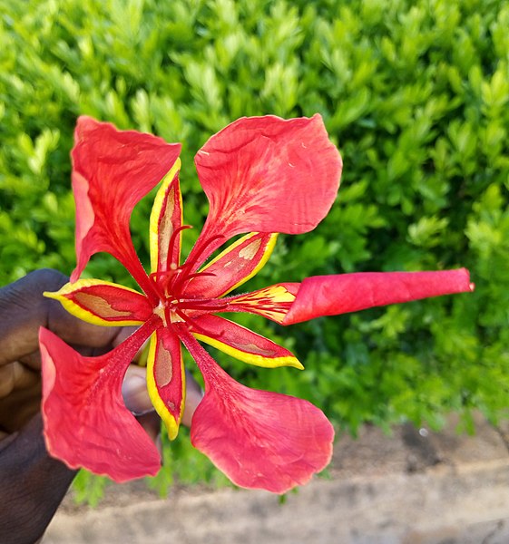 File:A beautiful Red Flower.jpg