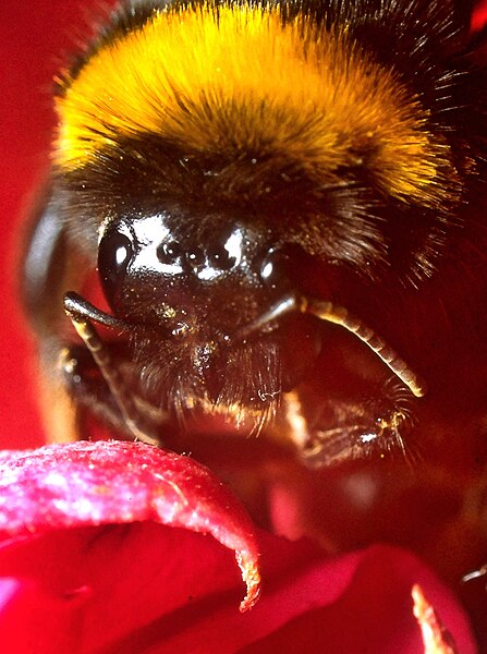 File:Abeille carniolienne (Apis mellifera carnica bis), macro 1982.jpg