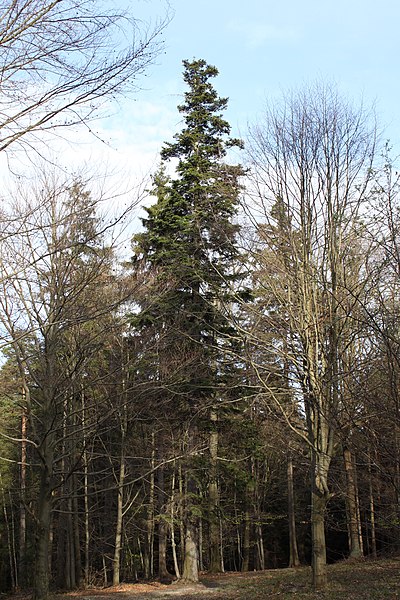 File:Abies alba Table Mountains.JPG