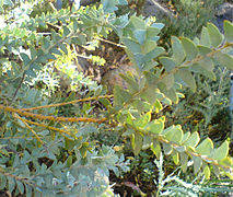 Akasya culriformis leaves.jpg