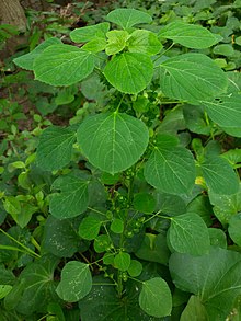 Acalypha indica - Wikipedia