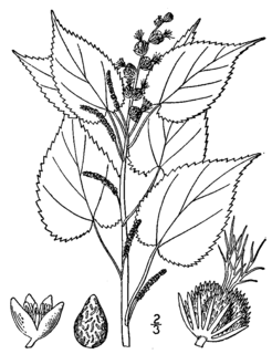 <i>Acalypha ostryifolia</i> species of plant