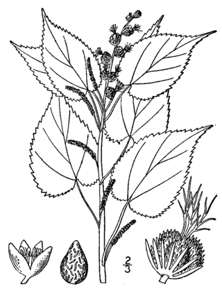 <i>Acalypha ostryifolia</i> Species of flowering plant