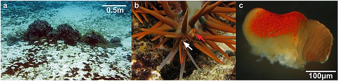 Récif expérimental (a), image d'une extrémité de bras (b) et « œil » composé (c) d'une A. planci (illustration de Sigl et al., 2016).