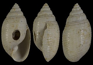 <i>Acteon distinguendus</i> Extinct species of gastropods