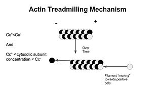 <span class="mw-page-title-main">Treadmilling</span> Simultaneous growth and breakdown on opposite ends of a protein filament