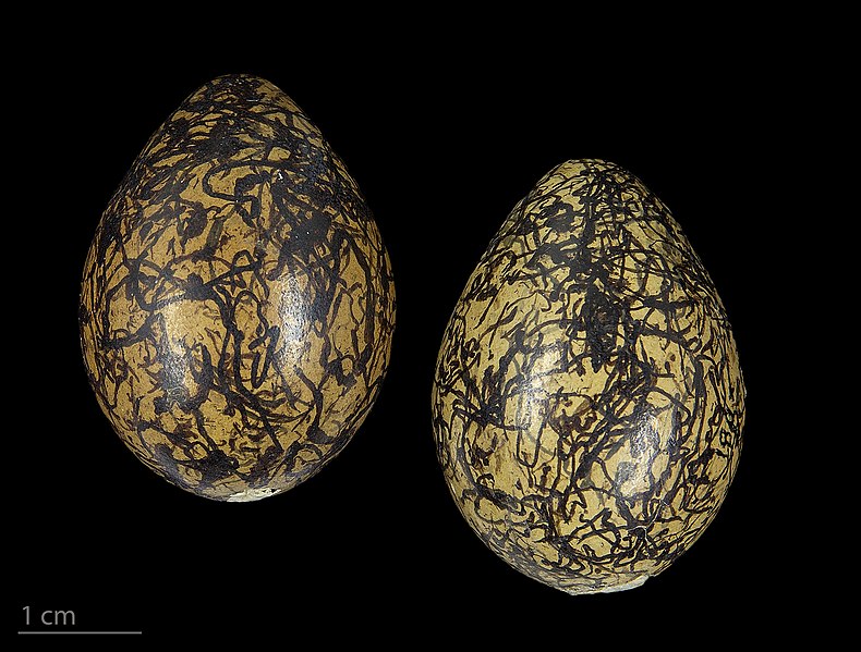 File:Actophilornis africanus MHNT.ZOO.2010.11.2.23.jpg