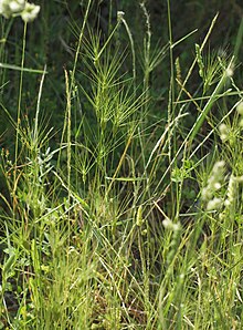 Aegilops neglecta 20120526.jpg