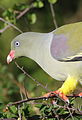 African green pigeon, Treron calvus, Kruger main road near Punda Maria turn-off, Kruger National Park, South Africa (26146249601).jpg