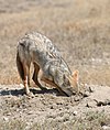 Hrabající vlk africký v Serengeti