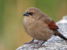 Agelaioides badius, Buenos Aires, Argentina.jpg