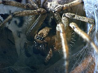 <i>Agelena orientalis</i> Species of spider
