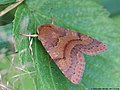 Agrochola helvola (Linnaeus, 1758)