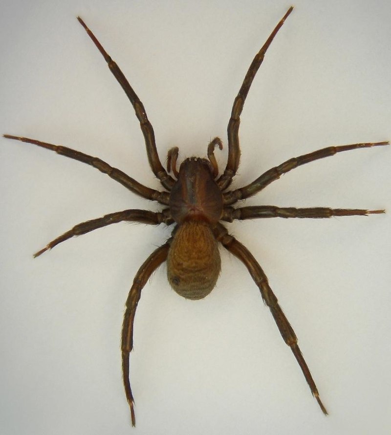 Diving bell spider - Wikipedia