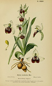 plate 34 Ophrys arachnites Ophrys holoserica