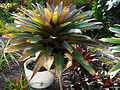 Alcantarea Imperialis - Red Form