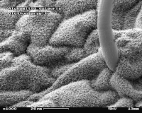 Bladonderzijde met Scanning Electron Microscope