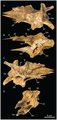 (A) maxilla, (B) lacrimal, (C) dentary, and (D) jugal bones of A. altai