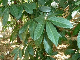 <i>Allophylus natalensis</i> species of plant