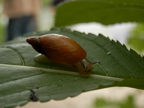 Amber Snail (Family: Succineidae)