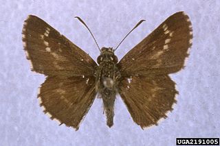 <i>Amblyscirtes aesculapius</i> Species of butterfly