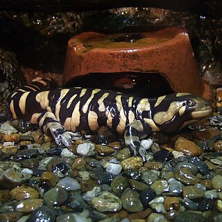Barred tiger salamander Species of amphibian