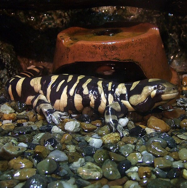 File:Ambystoma mavortium 2006.jpg