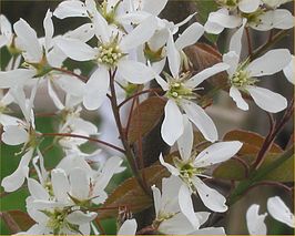 Amelanchier lamarckii bloem.jpg
