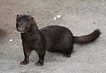 American Mink.jpg