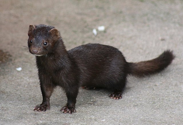 640px-American_Mink.jpg