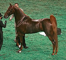 American Saddlebred (3007248041).jpg