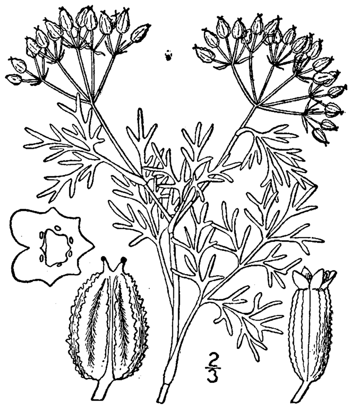 Плоды кориандра рисунок