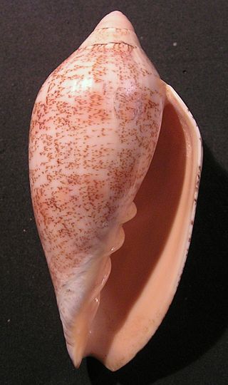 <i>Amoria exoptanda</i> Species of gastropod