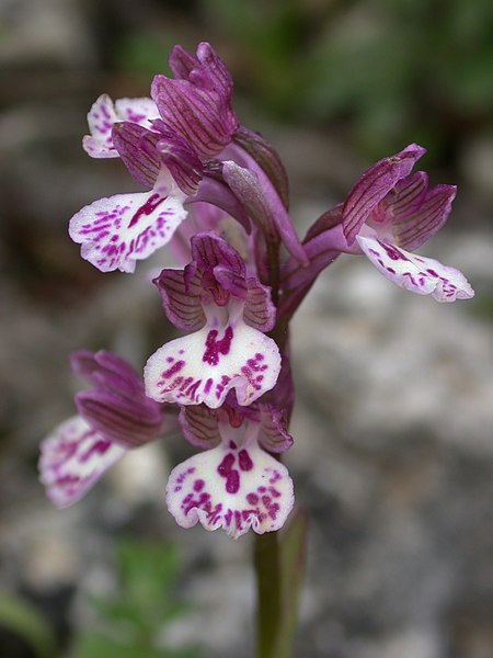 File:Anacamptis x feinbruniae 1.jpg