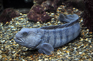 Atlantic wolffish species of fish