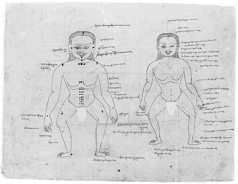 File:Anatomical chart. Tibetan, showing two male figures. Wellcome M0004285.jpg