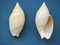 Ancilla tankervillei (Swainson, 1825) 2013 000.JPG