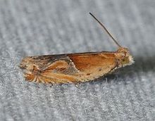 Ancylis comptana (14836236320) .jpg