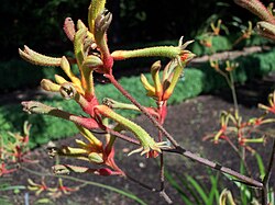 Keltakenguruntassun (Anigozanthos flavidus) kukkia