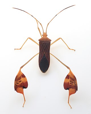 <i>Anisoscelis affinis</i> Species of true bug