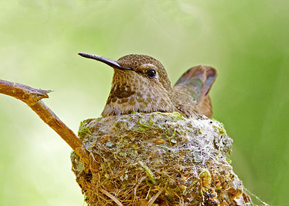 Anna's Hummingbird on Nest