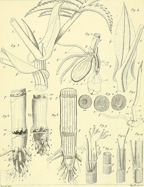 File:Annales des sciences naturelles (1826) (18220971580).jpg