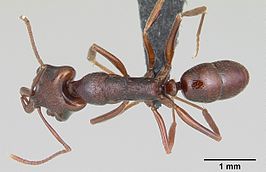 Anochetus pattersoni