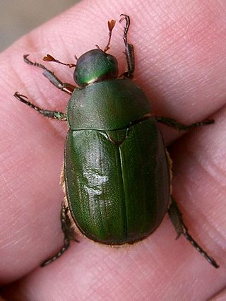 <i>Anomala albopilosa</i> Species of beetle