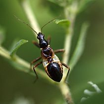 Nymph Ant Damsel Bug nymph (11954299706).jpg