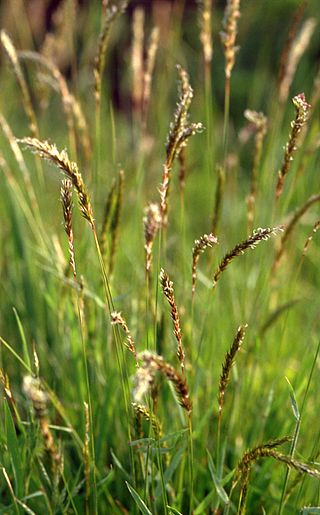 <i>Anthoxanthum odoratum</i> Species of grass