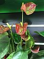 Day 50: Anthurium Andrae